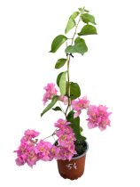   Bougainvillea- Murvafürt- 54. Los Banos Beauty- 12 cm-es cserépben