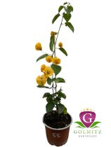   Bougainvillea - Murvafürt 58. Hawaiian Gold 12 cm-es cserépben