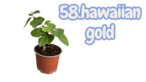   Bougainvillea 58.- Hawaiian gold ( VIRÁG NÉLKÜLI ! sárgás levélzet előfordulhat! ) 12 cm-es cserépben