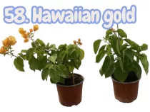   Bougainvillea / MURVAFÜRT 58.- Hawaiian gold ( VIRÁG NÉLKÜLI ! sárgás levélzet előfordulhat! ) 12 cm-es cserépben