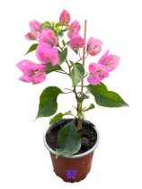   Bougainvillea- Murvafürt- 62. Vera Light Rosa - 12 cm-es cserépben
