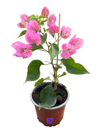 Bougainvillea- Murvafürt- 62. Vera Light Rosa - 12 cm-es cserépben