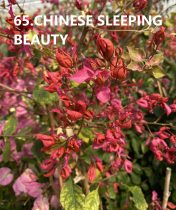   Bougainvillea- Murvafürt- 65. Chinese Sleeping Beauty - 9 cm-es cserépben