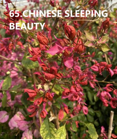 Bougainvillea- Murvafürt- 65. Chinese Sleeping Beauty - 9 cm-es cserépben