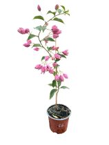  Bougainvillea- Murvafürt- 66. Chinese Laterna Burgundy - 12 cm-es cserépben