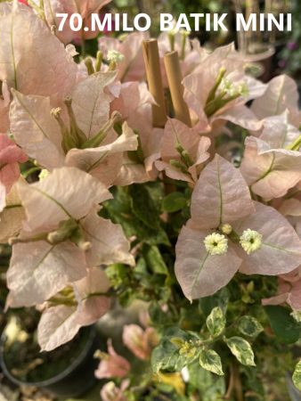 Bougainvillea - Murvafürt - 70. Milo Batik Mini főként zöld leveles! - 9 cm-es cserépben