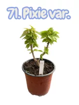   Bougainvillea 71. - Pixie variegata ( VIRÁG NÉLKÜLI ! sárgás levélzet előfordulhat! ) 12 cm-es cserépben 