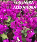   Bougainvillea - Murvafürt - 72. Glabra Alexandra - 9 cm-es cserépben