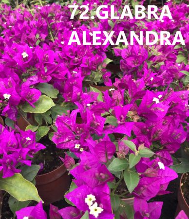 Bougainvillea - Murvafürt - 72. Glabra Alexandra - 9 cm-es cserépben