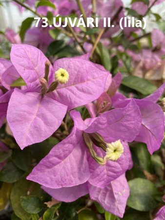 Bougainvillea - Murvafürt - 73. Újvári II. - 9 cm-es cserépben