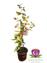   Bougainvillea- Murvafürt- 75. Magic Ice Cream -12 cm-es cserépben