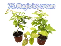   Bougainvillea 75.- Magic ice cream ( VIRÁG NÉLKÜLI ! sárgás levélzet előfordulhat! ) 12 cm-es cserépben