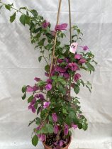 Bougainvillea - Murvafürt - 78.- 9 cm-es cserépben