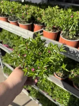 Japánmirtusz/Cuphea h. lila 12 cm-es cserépben