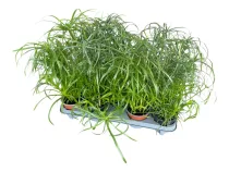 Vízipálma 12 cm-es cserépben - Cyperus alternifolius