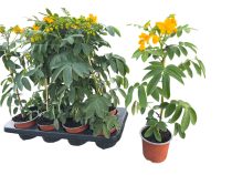 Kasszia-Cassia (Senna corymbosa)