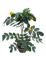Kasszia-Cassia (Senna corymbosa)