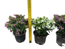 Japánmirtusz - Cuphea hyssopifolia - 9 cm-es cserépben