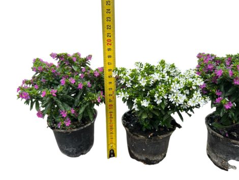 Japánmirtusz - Cuphea hyssopifolia - 9 cm-es cserépben