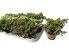 Japánmirtusz - Cuphea hyssopifolia - 9 cm-es cserépben