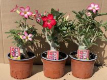 Adenium Obesum/Sivatagi Rózsa 14 cm-es cserépben