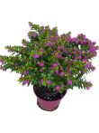 Japánmirtusz 12 cm-es cserépben ( Cuphea hys. )