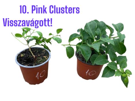 Bougainvillea 10. Pink Clusters ( VIRÁG NÉLKÜLI ! ) 12 cm-es cserépben