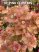 Bougainvillea 10. Pink Clusters ( VIRÁG NÉLKÜLI ! ) 12 cm-es cserépben