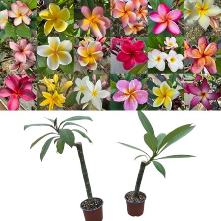 Hawaii rózsa- Plumeria VÁGOTT TÖRZSŰ ! 12 cm-es cserépben VIRÁG NÉLKÜL ! 
