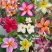 Hawaii rózsa- Plumeria VÁGOTT TÖRZSŰ ! 12 cm-es cserépben VIRÁG NÉLKÜL ! 