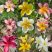 Hawaii rózsa- Plumeria VÁGOTT TÖRZSŰ ! 12 cm-es cserépben VIRÁG NÉLKÜL ! 
