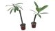 Hawaii rózsa- Plumeria VÁGOTT TÖRZSŰ ! 12 cm-es cserépben VIRÁG NÉLKÜL ! 