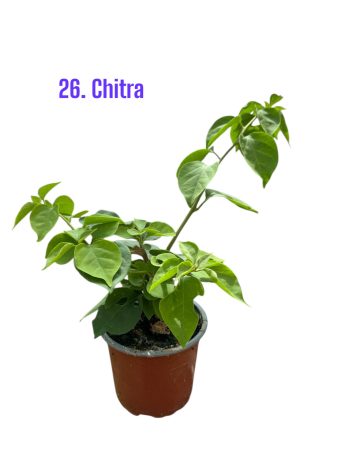 Bougainvillea/Murvafürt - 26. CHITRA 12 cm-es cserépben ( virág nélküli ! )