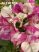 Bougainvillea/Murvafürt - 26. CHITRA 12 cm-es cserépben ( virág nélküli ! )
