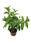   Allamanda c.-Sárga dzsungelharang 14 cm-es cserépben ( VIRÁG NÉLKÜLI ! )
