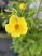 Allamanda c.-Sárga dzsungelharang 14 cm-es cserépben ( VIRÁG NÉLKÜLI ! )
