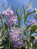 "Dél-amerikai Csucsor"-Solanum glaucophyllum