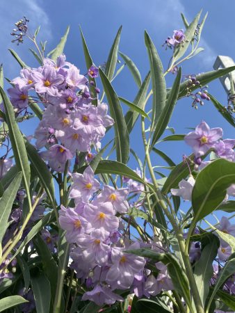 "Dél-amerikai Csucsor"-Solanum glaucophyllum
