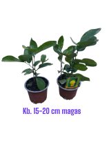 Citromfa 10,5 cm-es cserépben ( óriáscitrom ) - Citrus x limon 