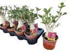   Adenium obesum-Sivatagi rózsa 14 cm-es cserépben ( virág nélkül !)