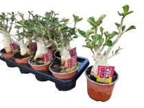   Adenium obesum-Sivatagi rózsa 14 cm-es cserépben ( virág nélkül !)