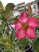Adenium obesum-Sivatagi rózsa 14 cm-es cserépben ( virág nélkül !)