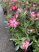 Adenium obesum-Sivatagi rózsa 14 cm-es cserépben ( virág nélkül !)
