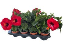 Hibiszkusz szimpla piros 12 cm-es cserépben