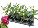   Leander - Nerium oleander variegata 10,5 cm-es cserépben ( nem virágos )