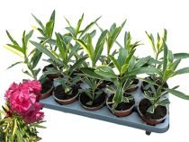   Leander - Nerium oleander variegata 10,5 cm-es cserépben ( nem virágos )