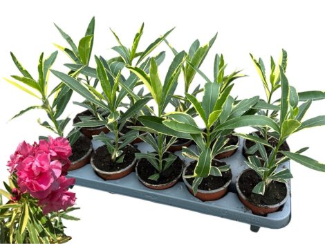 Leander - Nerium oleander variegata 10,5 cm-es cserépben ( nem virágos )