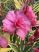 Leander - Nerium oleander variegata 10,5 cm-es cserépben ( nem virágos )