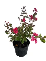 Kínai selyemmirtusz (piros)-Lagerstroemia indica