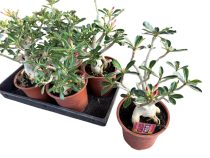  Adenium obesum-Sivatagi rózsa 17 cm-es cserépben ( BIMBÓS!)